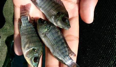 Jual Bibit Ikan Nila | Aneka Bibit Ikan | Minaraja Fish