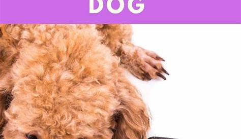 How to Brush a Poodle – All the Steps You Need To Follow | Khaleej Mag