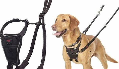 Best Dog Training Aids Puppy Our Top Choices The Happy Puppy Site