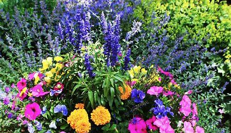Best Perennial Flowering Plants For Pots