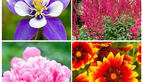 Best Perennial Flowering Plants In India