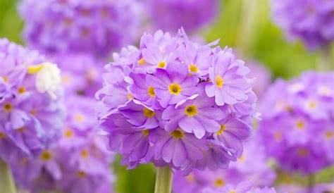 Best Perennial Flowers And Plants
