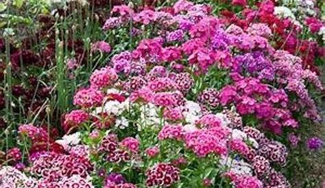Best Perennial Flowers To Plant Under A Tree