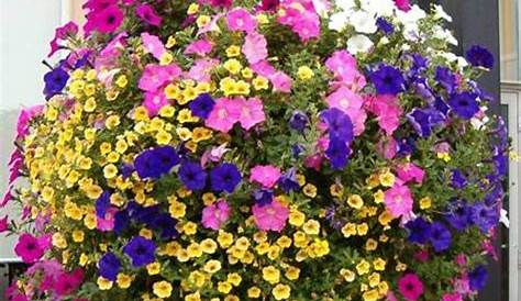 Best Perennial Trailing Plants For Hanging Baskets