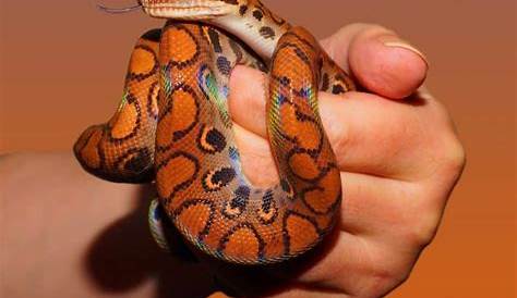 Best Snakes for Kids to Keep as Pets What You Need to Know