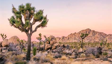 Best Time to Visit Joshua Tree National Park in 2022 - The Geeky Camper