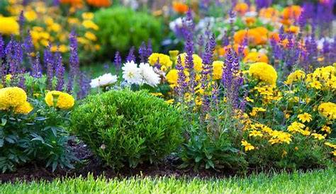 Gartenpflanzen: Die 10 schönsten Pflanzen für den Garten