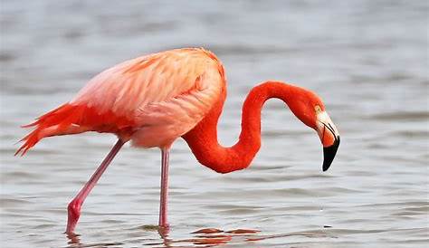 Flamingo: Πάνω από 400 κρατήσεις για το φεστιβάλ, live reporting
