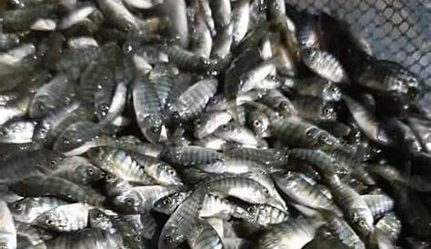 Jual Bibit Ikan Nila Terdekat Murah - Rajanya Benih Ikan Berkualitas No #1