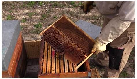 Bienvenue dans ma ruche! S1Ep1 La visite d'automne - YouTube