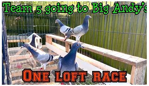 Big Andy's One Loft Race Challenge