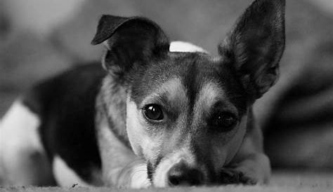 Free Images : black and white, puppy, animal, cute, canine, pet, young