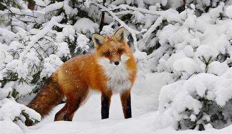 Hintergrundbilder Winter Tiere