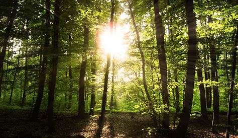 Schöner Wald Stockfoto und mehr Bilder von Baum - iStock