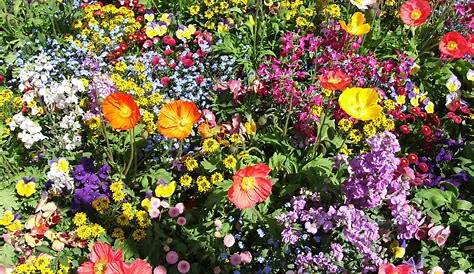 Window Color Malvorlagen Blumen - kinderbilder.download | kinderbilder