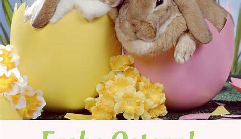 Frohe Ostern, ihr Hasen! | Kaufdex - Lustige Sprüche | Frohe ostern