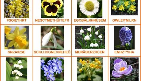 Pflanzenfamilien Blütenpflanzen im Überblick 3 | Pflanzen