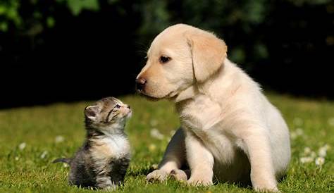 Hund und Katze: So werden sie Freunde fürs Leben!