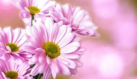 Blumenstrauß Sommer - lizenzfreie Bilder | kostenloser Support | Piqza.de