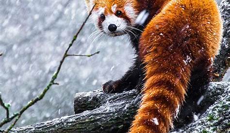 Kostenloses Foto zum Thema: blätter, niedlich, roter panda