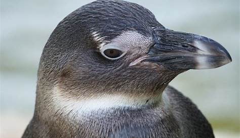 Vögel: Pinguine - Voegel - Natur - Planet Wissen