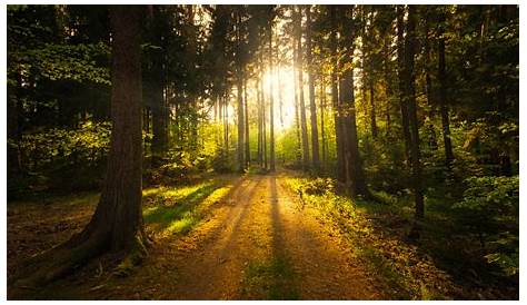 Kostenlose Bild: Wald, Gras, Landschaft, Natur, Sonne, Blendung, park