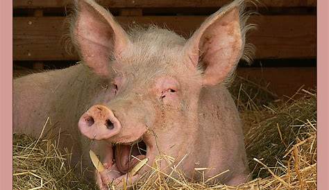 Schweine: Minischweine als Haustiere - Schweine - Haustiere - Natur