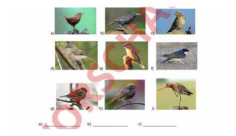 Arbeitsblatt 4: — Vogel- und Säugerskelett im Vergleich