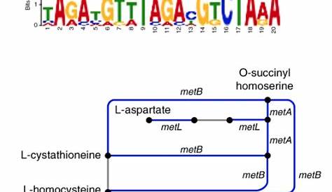 Biologia Molecolare ed applicata - Appunti