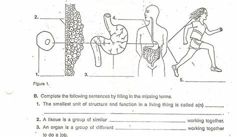 class 10 biology 1 worksheet - 10th grade biology worksheets with