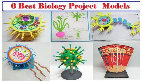 Biology Project for Class 11: Top 50 Ideas & Experiments - Leverage Edu