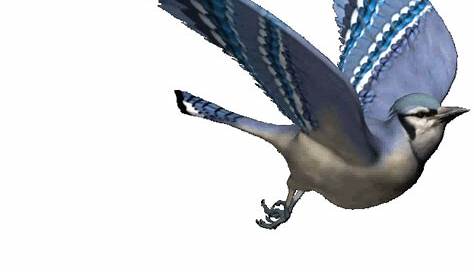Animated Gif Bird Flying ~ Bird Gif Animation Animated Robin Tumblr