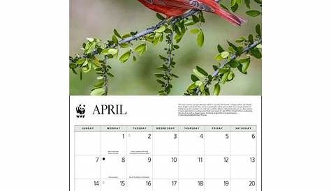 Backyard Birds Wall Calendar 2024 Stapled HPG Promotional Products