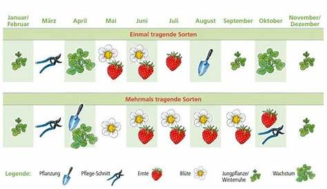 Pflege-Kalender für einmal und mehrmals tragende Erdbeeren Strawberry