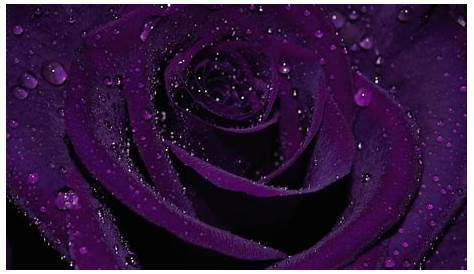 Dark purple aesthetic | Dark purple aesthetic, Black and purple