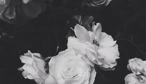 Black And White Aesthetic Roses