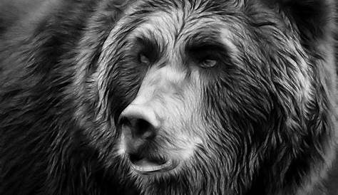 Black and White Photo Series of Animals | Brown bear, Animals black and