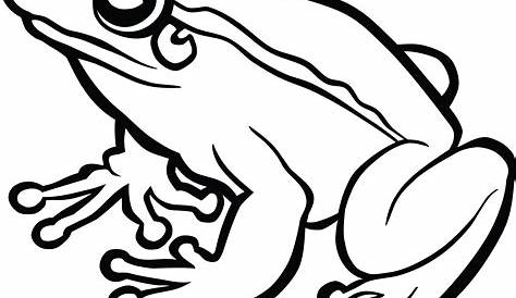 Frog Black And White, HD Png Download - kindpng