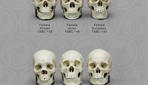 Different human skulls by race. Caucasian and asian share similiar bone