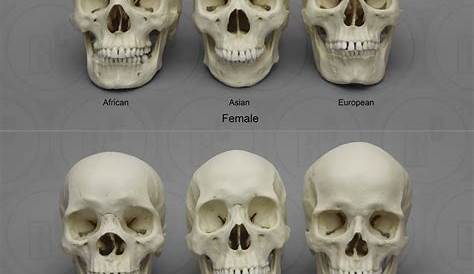 Ethnicity Skull in Zbrush - Front View | Character art, Skull, Human skull