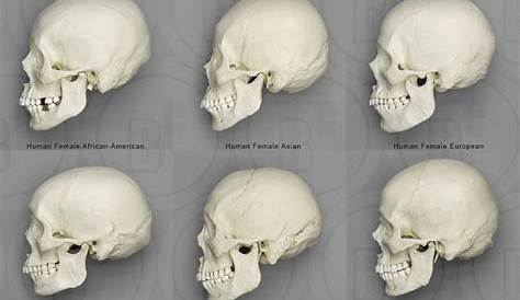 old medical print of a human skull double-sided by route44west