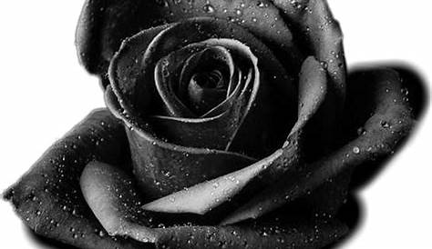 Two Black And White Roses, Angle Trim, Black And White, Simple Rose PNG