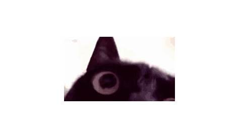 Angry Cat Meme Black - canvas-talk