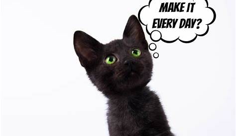 COMING SOON: Black Cat Appreciation Day | Rikki's Refuge Animal Sanctuary