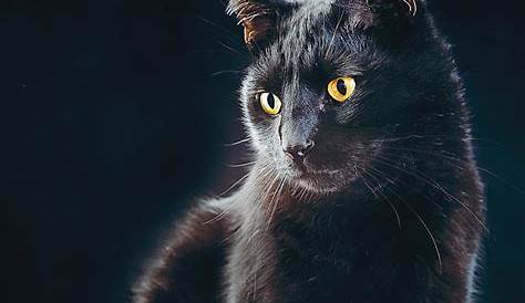 2024 Black Cats - Deluxe Wall Calendar - Cats & Kittens Calendars By