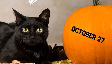 National Black Cat Day – October 27, 2023 | Weird and Crazy Holidays