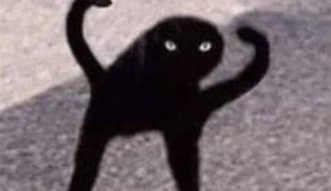 Cursed Cat - Meming Wiki