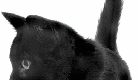 cute black cat freetoedit sticker by @satanicbarbie