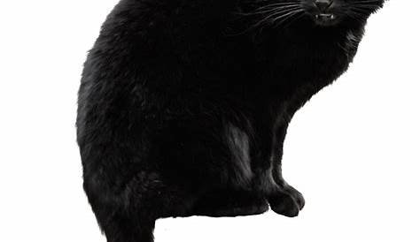 Download Black Cat Transparent Picture HQ PNG Image | FreePNGImg