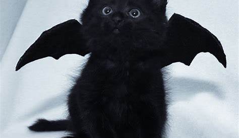 black cat with wings! | animal ideas | Pinterest | Black cats, Cat and